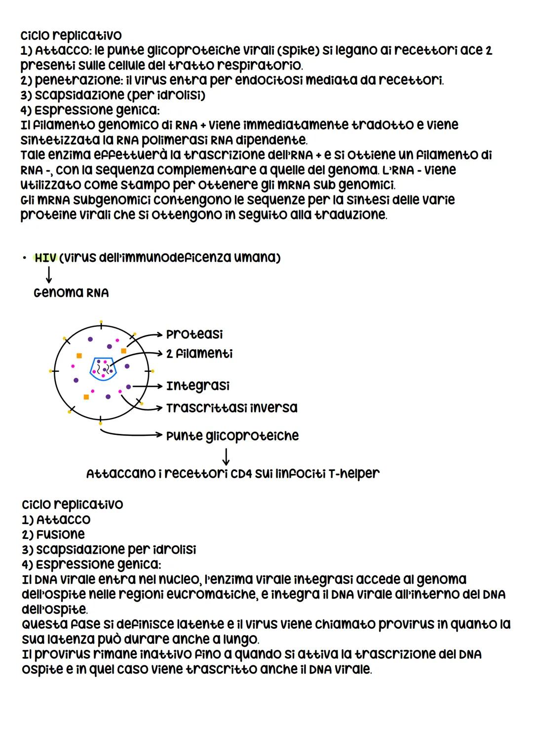 I VIRUS
I virus sono entità acellulari parassiti endocellulari obbligati, i virus al di
fuori della cellula ospite sono metabolicamente inat