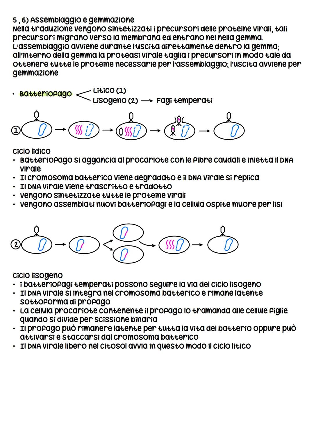 I VIRUS
I virus sono entità acellulari parassiti endocellulari obbligati, i virus al di
fuori della cellula ospite sono metabolicamente inat