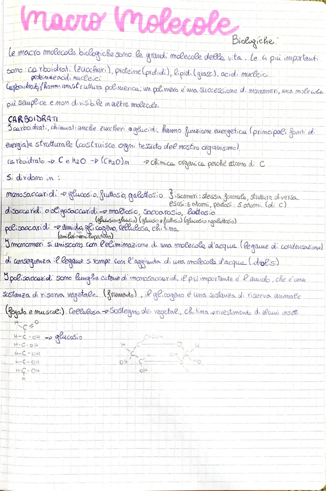 macromolecole  biologiche