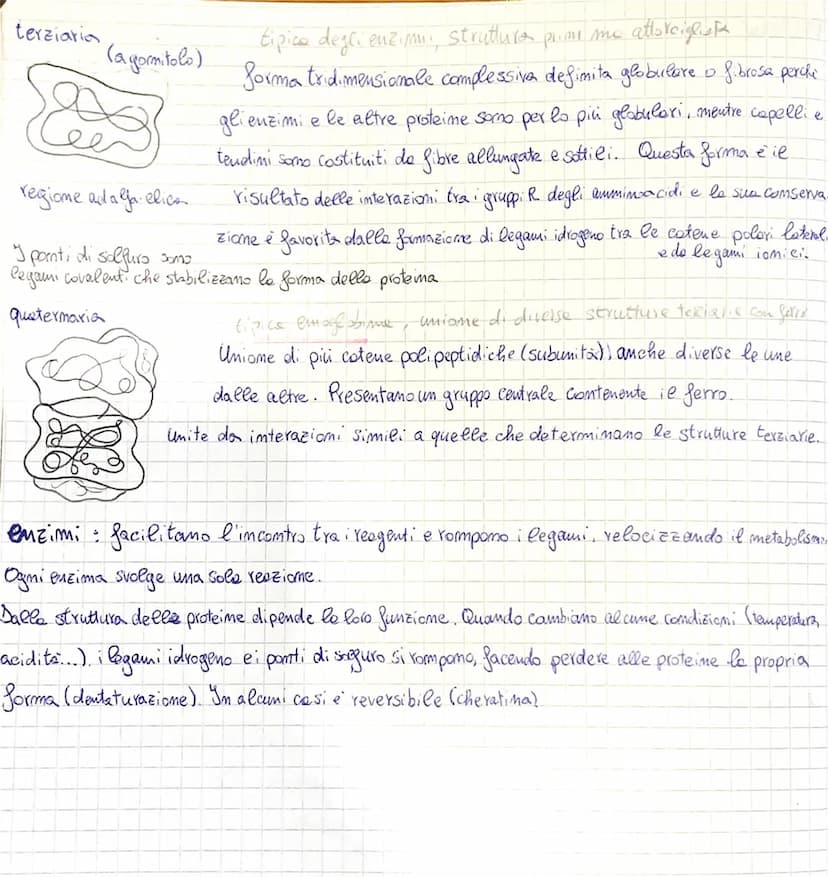 Macro molecole
Biologiche
le macro molecole biologiche sono le grandi molecole della vita. Le à più importanti
Somo carboidrati (zucchieri),