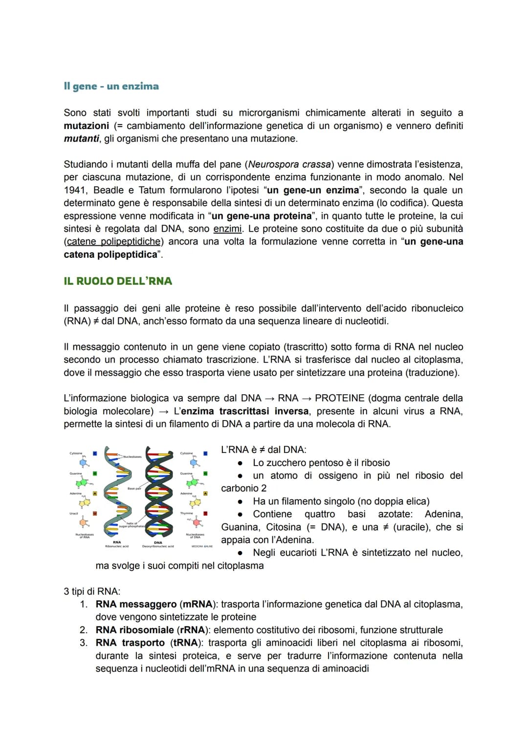 GENETICA MOLECOLARE (2ª branca della genetica)
Indaga i meccanismi chimici che permettono l'espressione delle informazioni genetiche in
un i