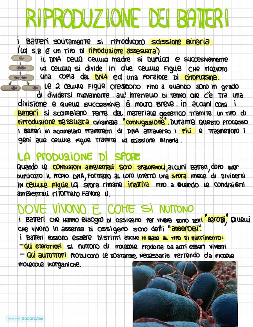 I DOMINI DEI PROCARIOTI
i procariotI SONO i microrganismi uniceuuvari la cui
cewe priva Di nucleo nei procarioti il DNA é
ADDENSATO IN Una 2