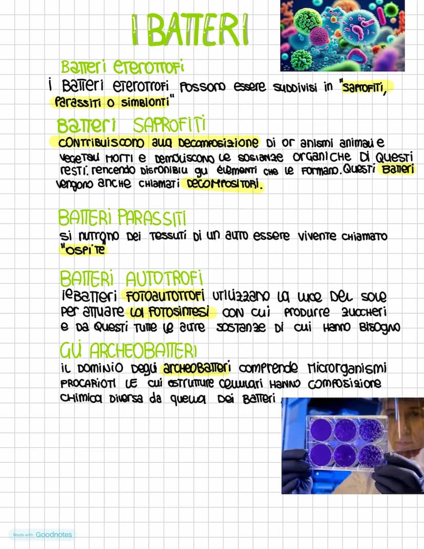 I DOMINI DEI PROCARIOTI
i procariotI SONO i microrganismi uniceuuvari la cui
cewe priva Di nucleo nei procarioti il DNA é
ADDENSATO IN Una 2