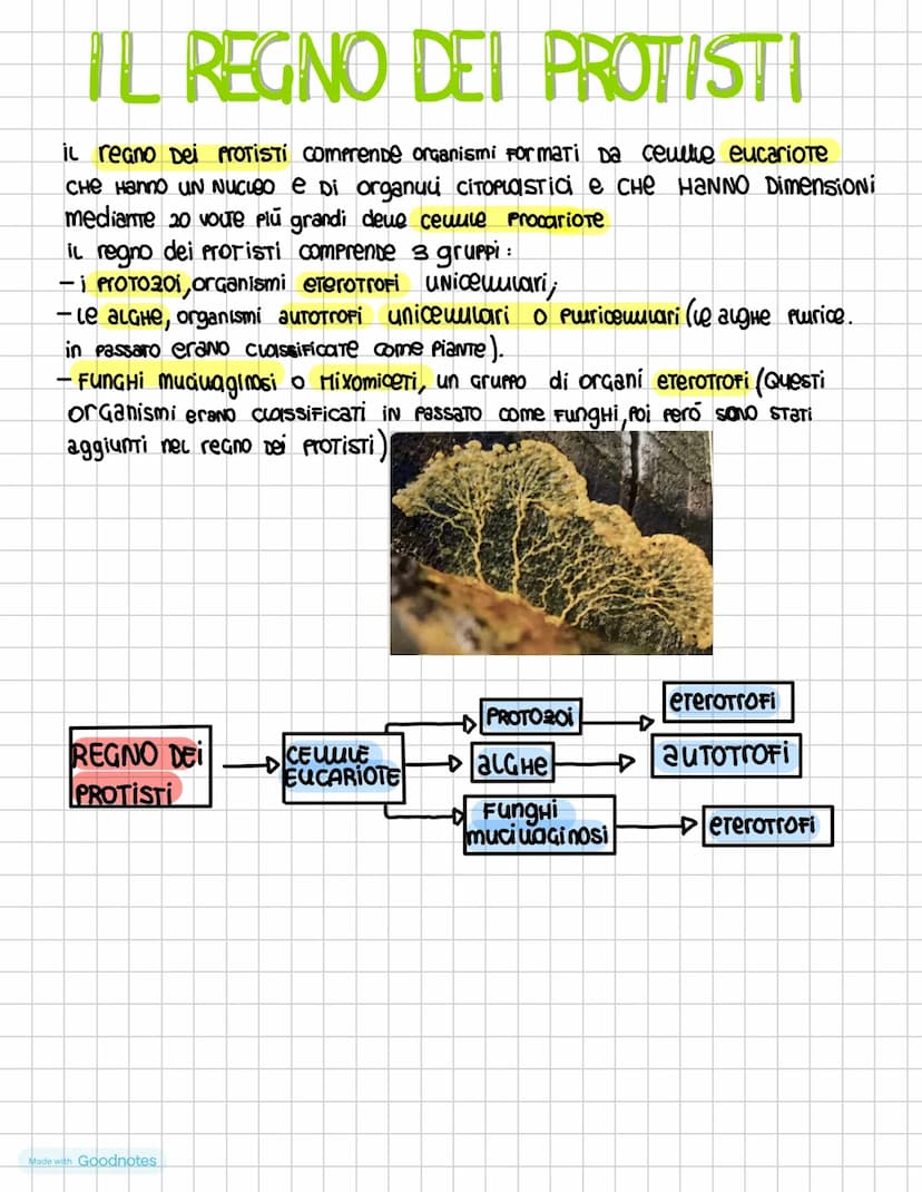 I DOMINI DEI PROCARIOTI
i procariotI SONO i microrganismi uniceuuvari la cui
cewe priva Di nucleo nei procarioti il DNA é
ADDENSATO IN Una 2