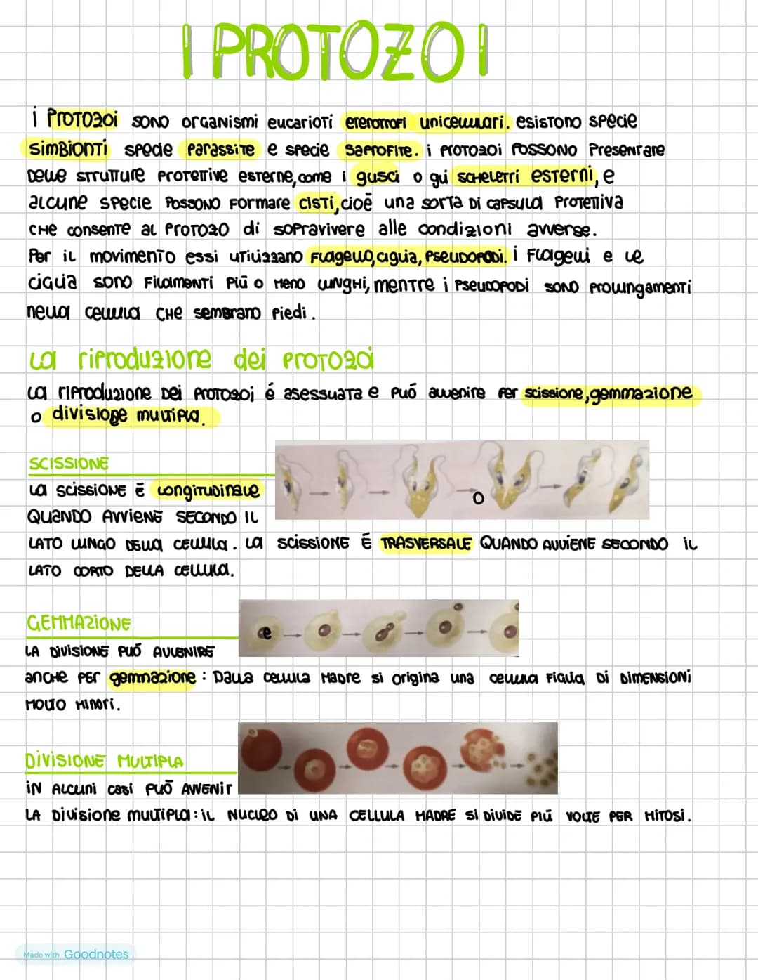 I DOMINI DEI PROCARIOTI
i procariotI SONO i microrganismi uniceuuvari la cui
cewe priva Di nucleo nei procarioti il DNA é
ADDENSATO IN Una 2