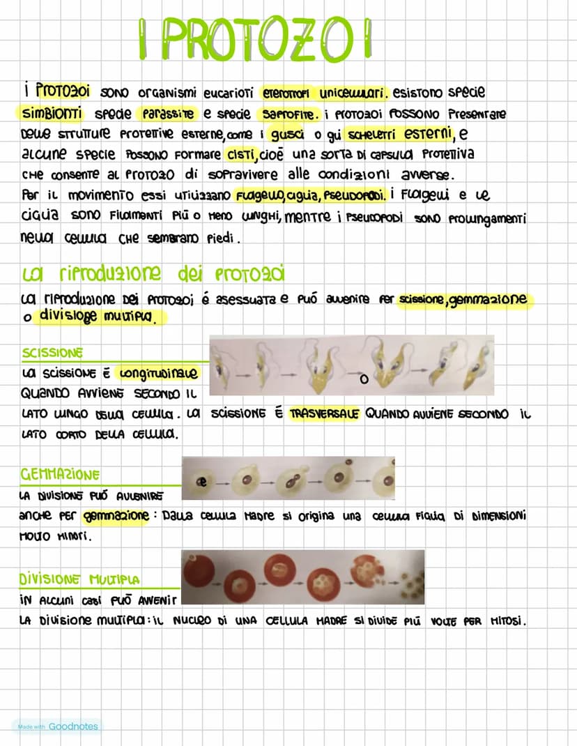 I DOMINI DEI PROCARIOTI
i procariotI SONO i microrganismi uniceuuvari la cui
cewe priva Di nucleo nei procarioti il DNA é
ADDENSATO IN Una 2
