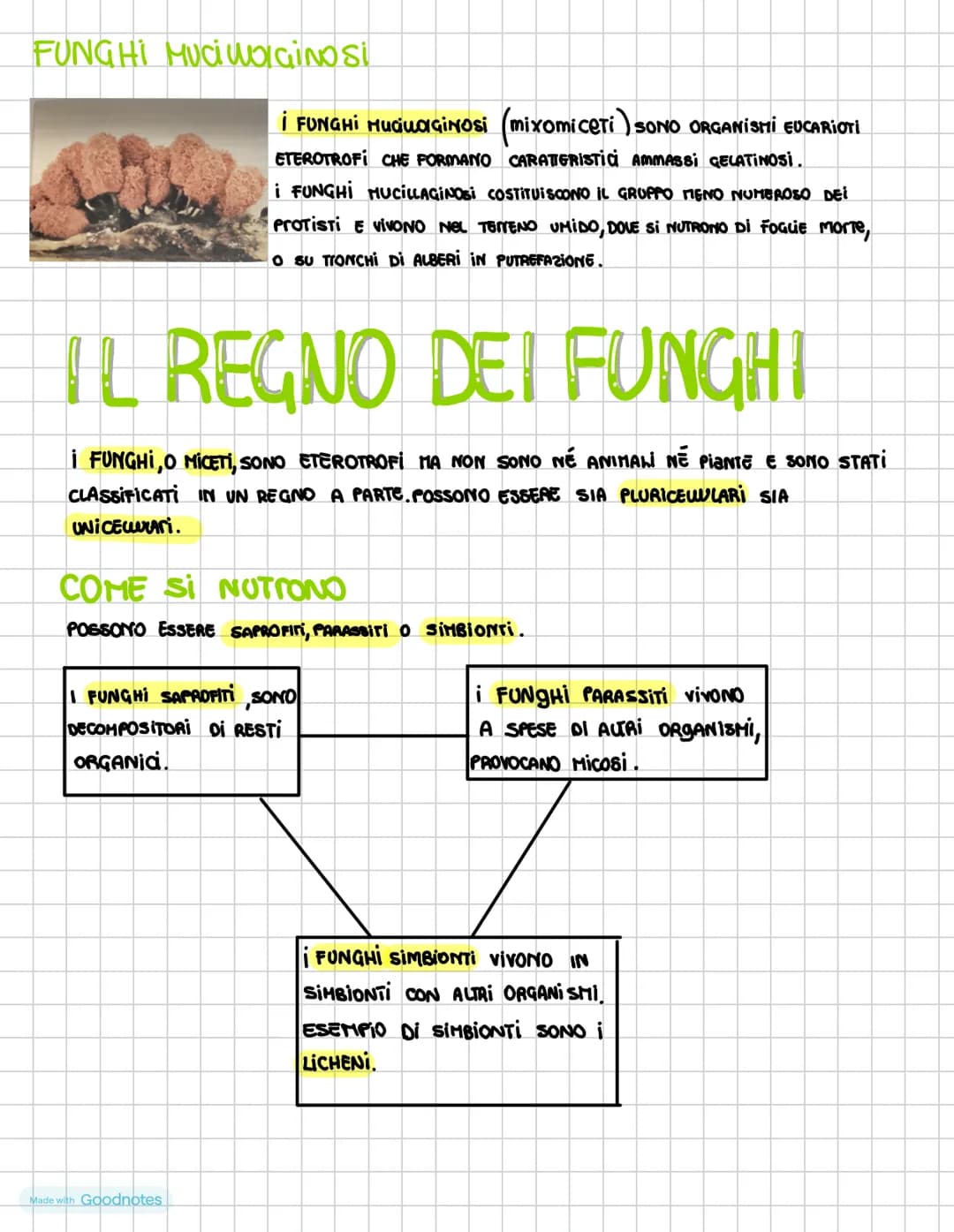 I DOMINI DEI PROCARIOTI
i procariotI SONO i microrganismi uniceuuvari la cui
cewe priva Di nucleo nei procarioti il DNA é
ADDENSATO IN Una 2