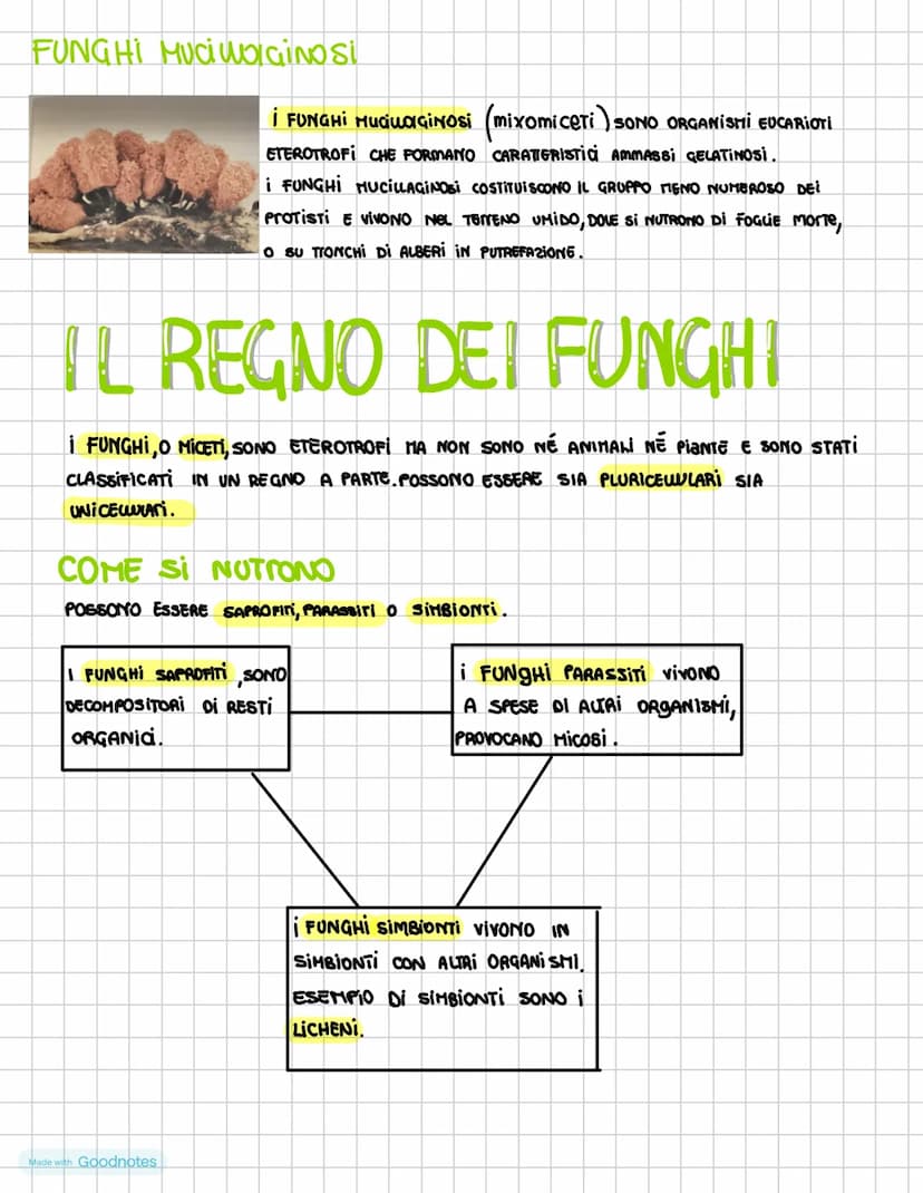 I DOMINI DEI PROCARIOTI
i procariotI SONO i microrganismi uniceuuvari la cui
cewe priva Di nucleo nei procarioti il DNA é
ADDENSATO IN Una 2