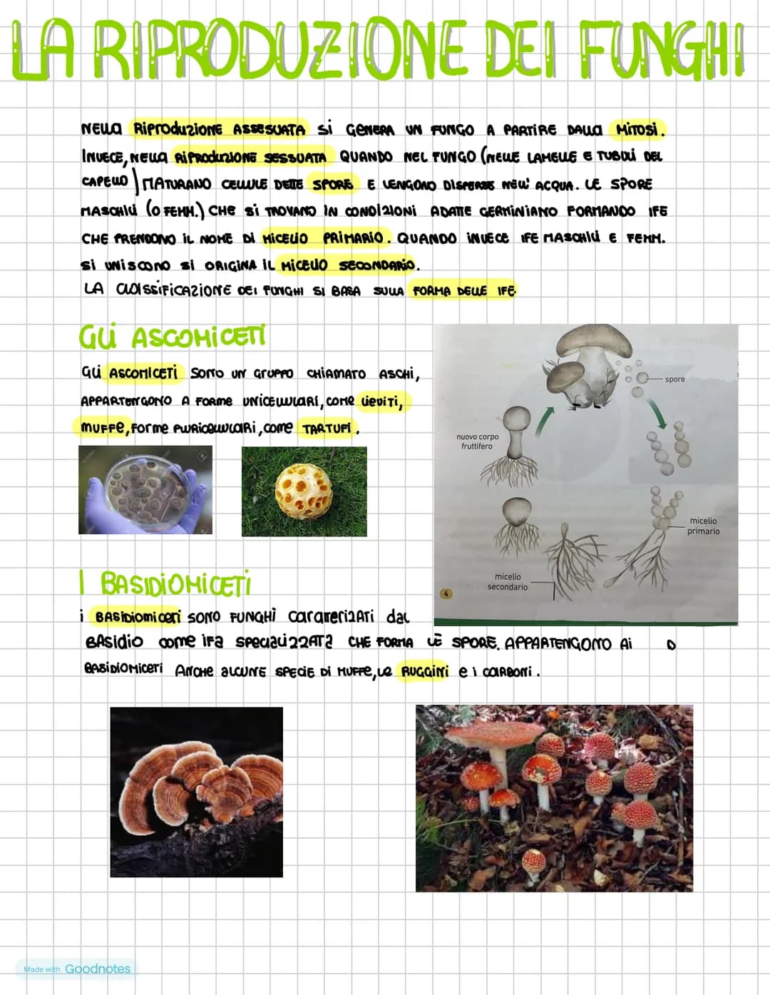 I DOMINI DEI PROCARIOTI
i procariotI SONO i microrganismi uniceuuvari la cui
cewe priva Di nucleo nei procarioti il DNA é
ADDENSATO IN Una 2