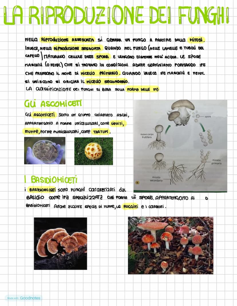 I DOMINI DEI PROCARIOTI
i procariotI SONO i microrganismi uniceuuvari la cui
cewe priva Di nucleo nei procarioti il DNA é
ADDENSATO IN Una 2
