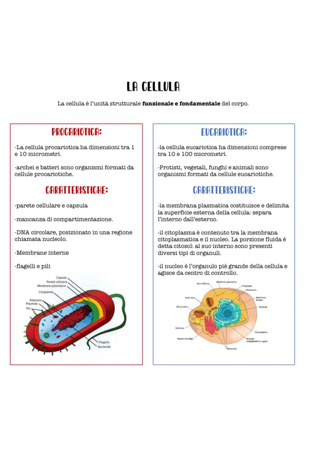 La cellula animale e vegetale 