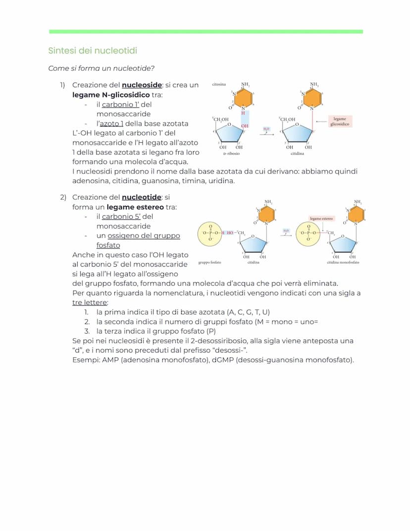 DNA e ingegneria genetica
Appunti di biochimica
Nucleotidi e acidi nucleici
generalità
Nucleotidi
I nucleotidi sono i monomeri degli acidi n