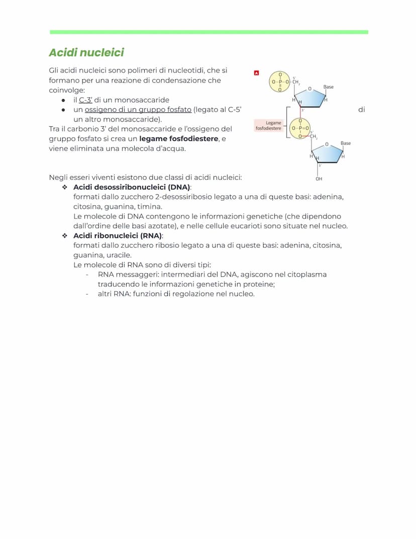 DNA e ingegneria genetica
Appunti di biochimica
Nucleotidi e acidi nucleici
generalità
Nucleotidi
I nucleotidi sono i monomeri degli acidi n