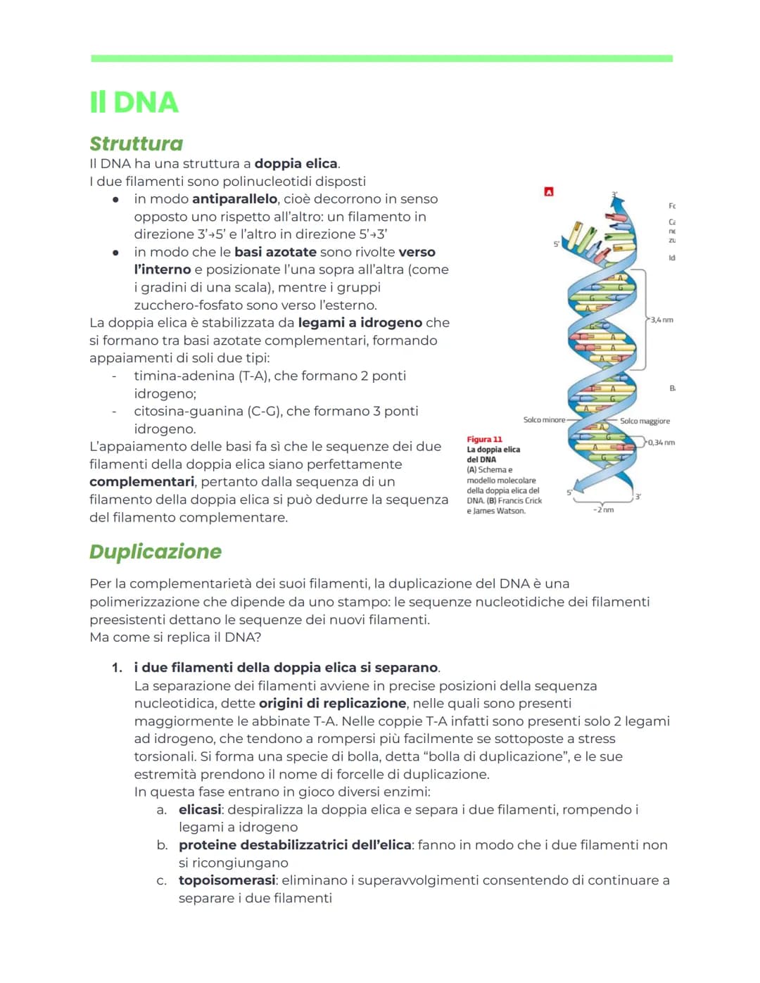 DNA e ingegneria genetica
Appunti di biochimica
Nucleotidi e acidi nucleici
generalità
Nucleotidi
I nucleotidi sono i monomeri degli acidi n