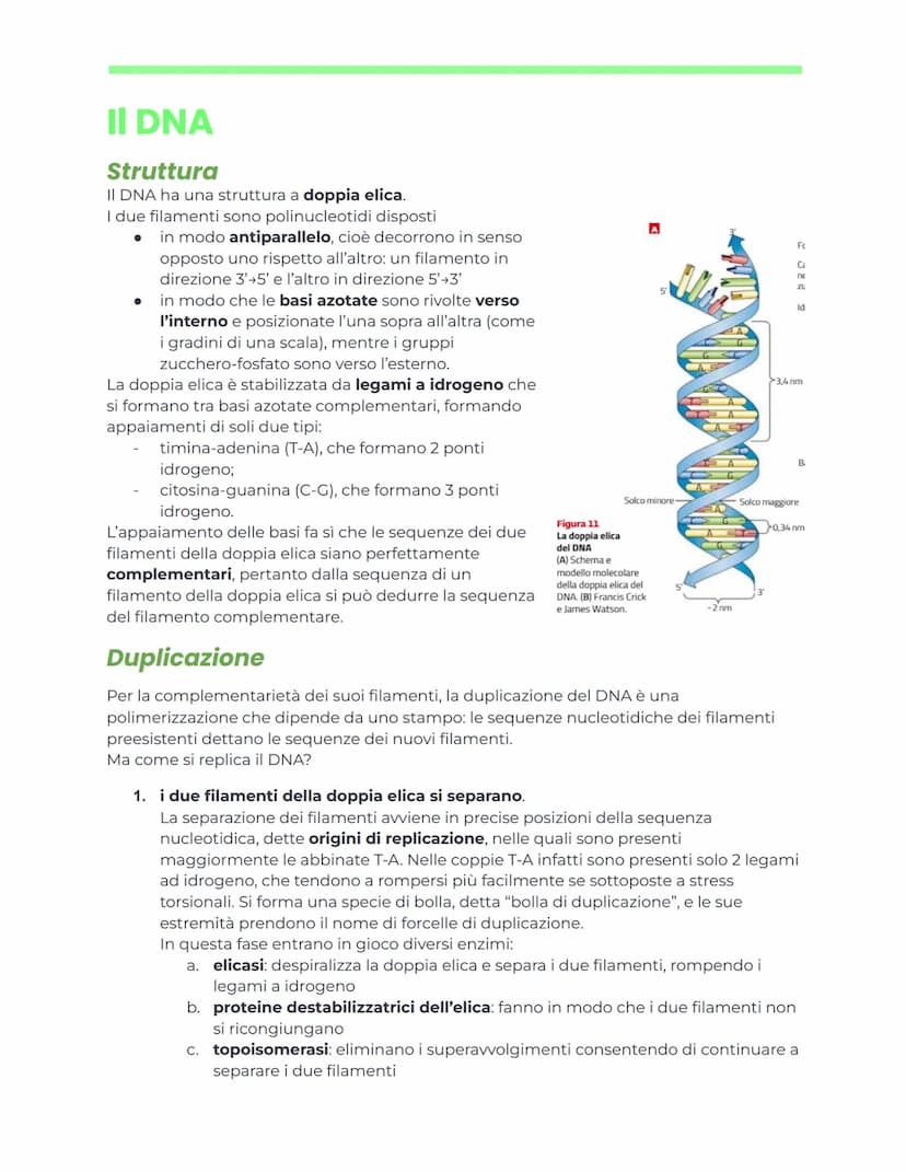 DNA e ingegneria genetica
Appunti di biochimica
Nucleotidi e acidi nucleici
generalità
Nucleotidi
I nucleotidi sono i monomeri degli acidi n