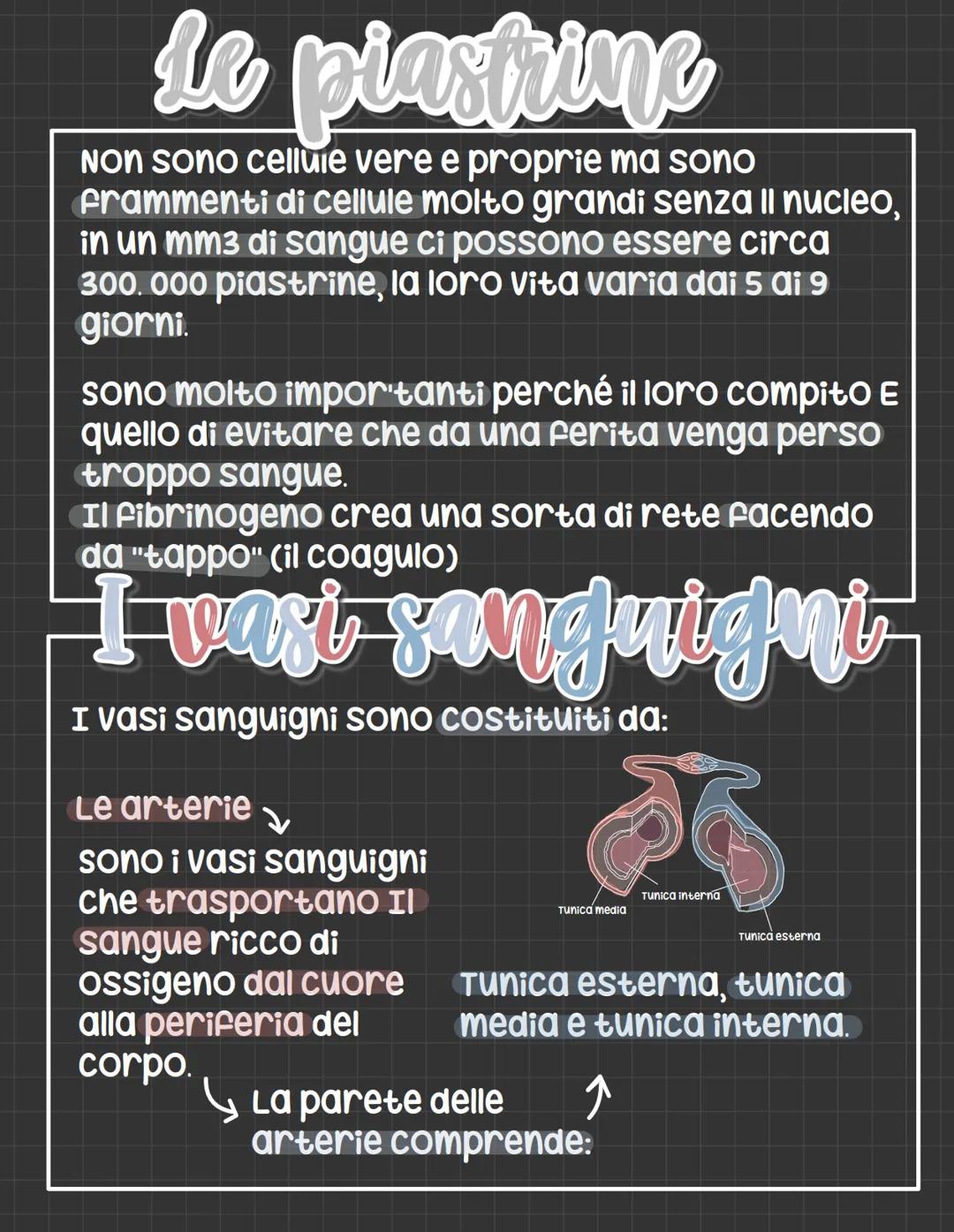 L'apparato circolatorio
L'apparato circolatorio distribuisce nutrimenti
e ossigeno alle cellule.
Fornisce sia i vasi sanguigni sia le cellul