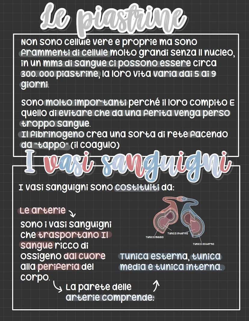 L'apparato circolatorio
L'apparato circolatorio distribuisce nutrimenti
e ossigeno alle cellule.
Fornisce sia i vasi sanguigni sia le cellul