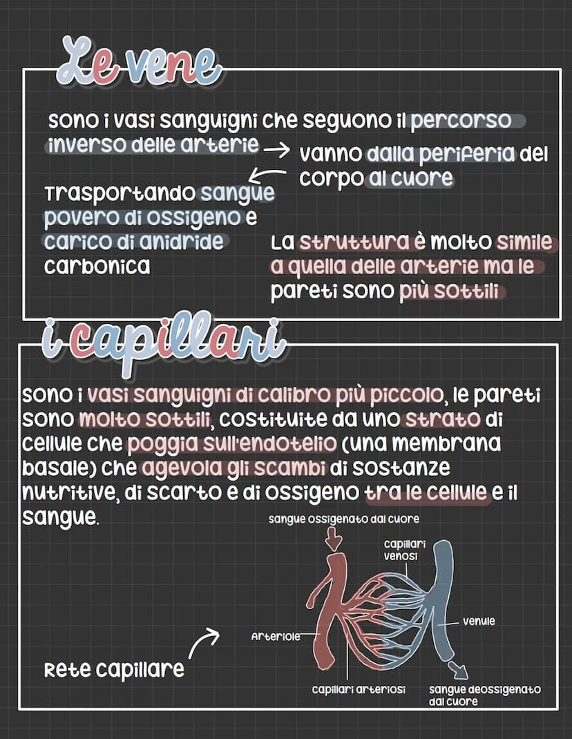 L'apparato circolatorio
L'apparato circolatorio distribuisce nutrimenti
e ossigeno alle cellule.
Fornisce sia i vasi sanguigni sia le cellul