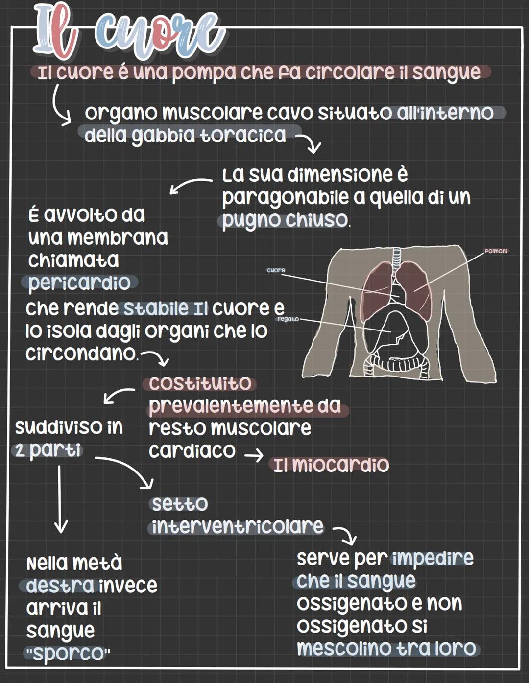 L'apparato circolatorio
L'apparato circolatorio distribuisce nutrimenti
e ossigeno alle cellule.
Fornisce sia i vasi sanguigni sia le cellul