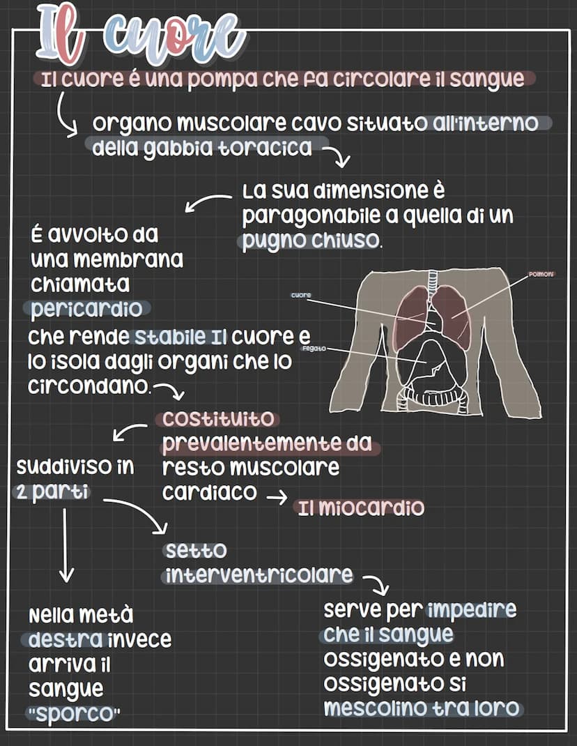 L'apparato circolatorio
L'apparato circolatorio distribuisce nutrimenti
e ossigeno alle cellule.
Fornisce sia i vasi sanguigni sia le cellul