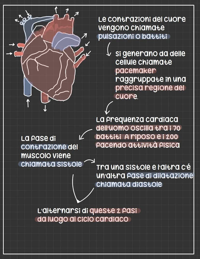L'apparato circolatorio
L'apparato circolatorio distribuisce nutrimenti
e ossigeno alle cellule.
Fornisce sia i vasi sanguigni sia le cellul