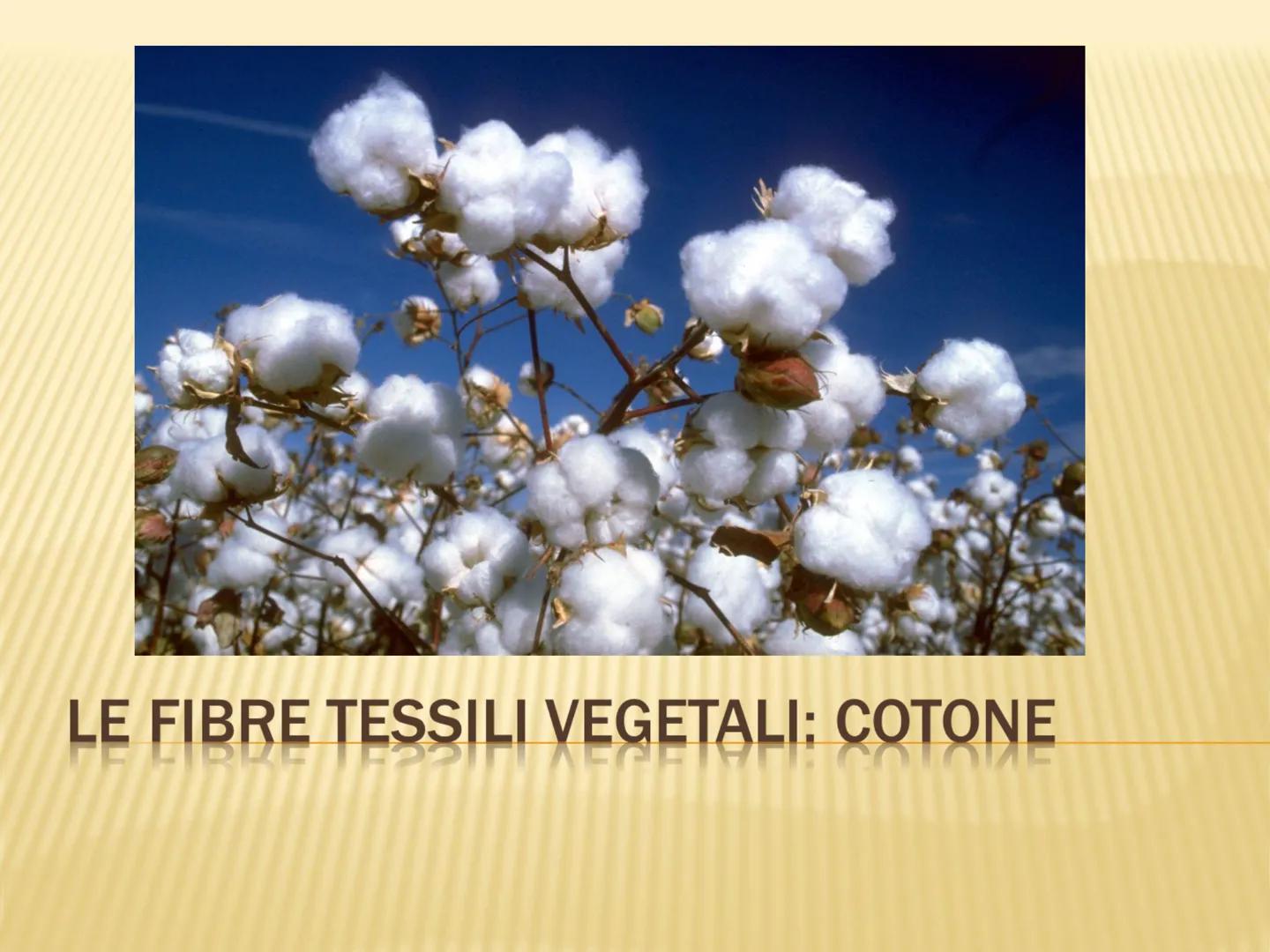 LE FIBRE TESSILI DEFINIZIONI
Definizione: le fibre tessili sono materiali filamentosi che si prestano a essere
trasformati in filati e tessu