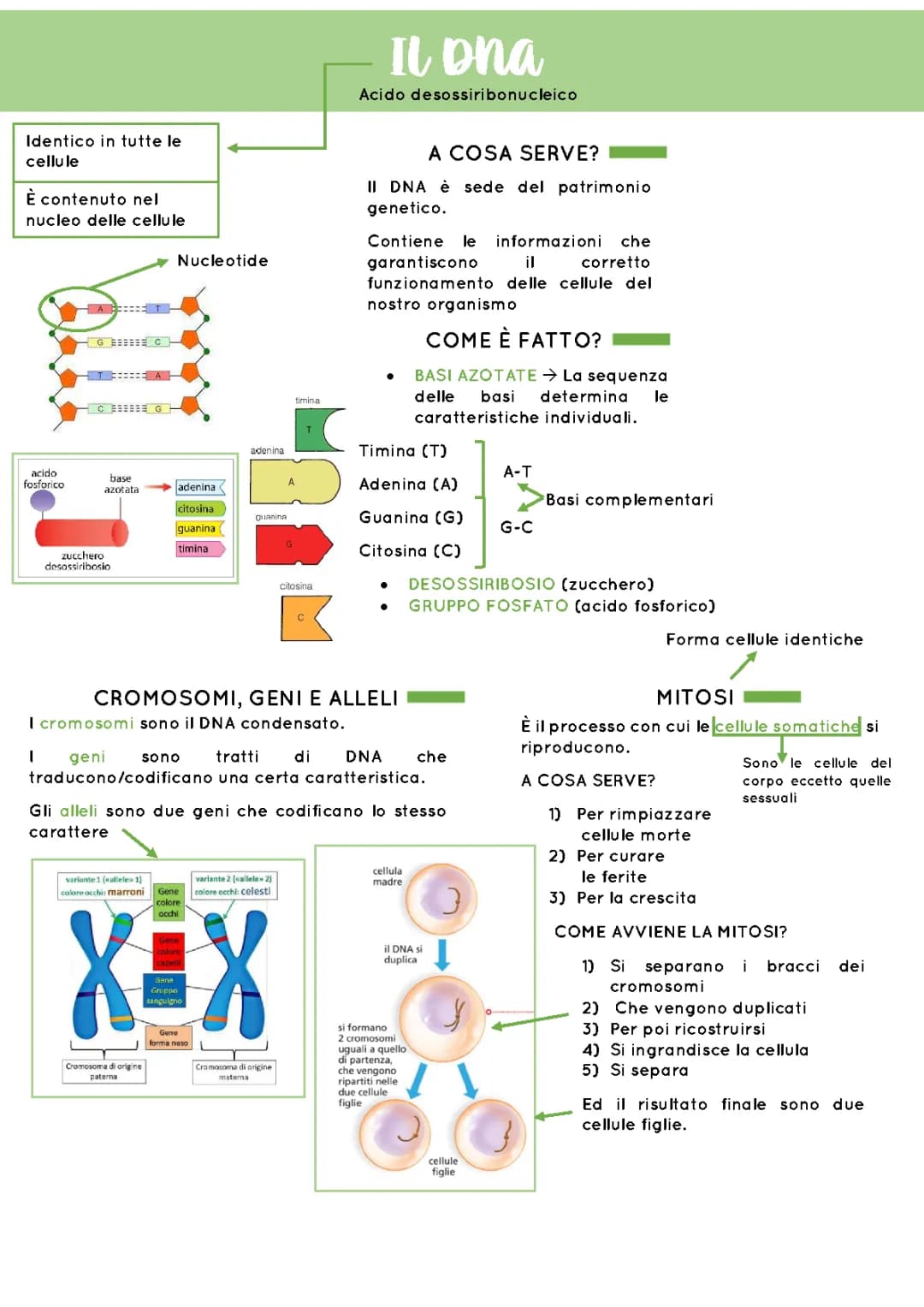 Il DNA