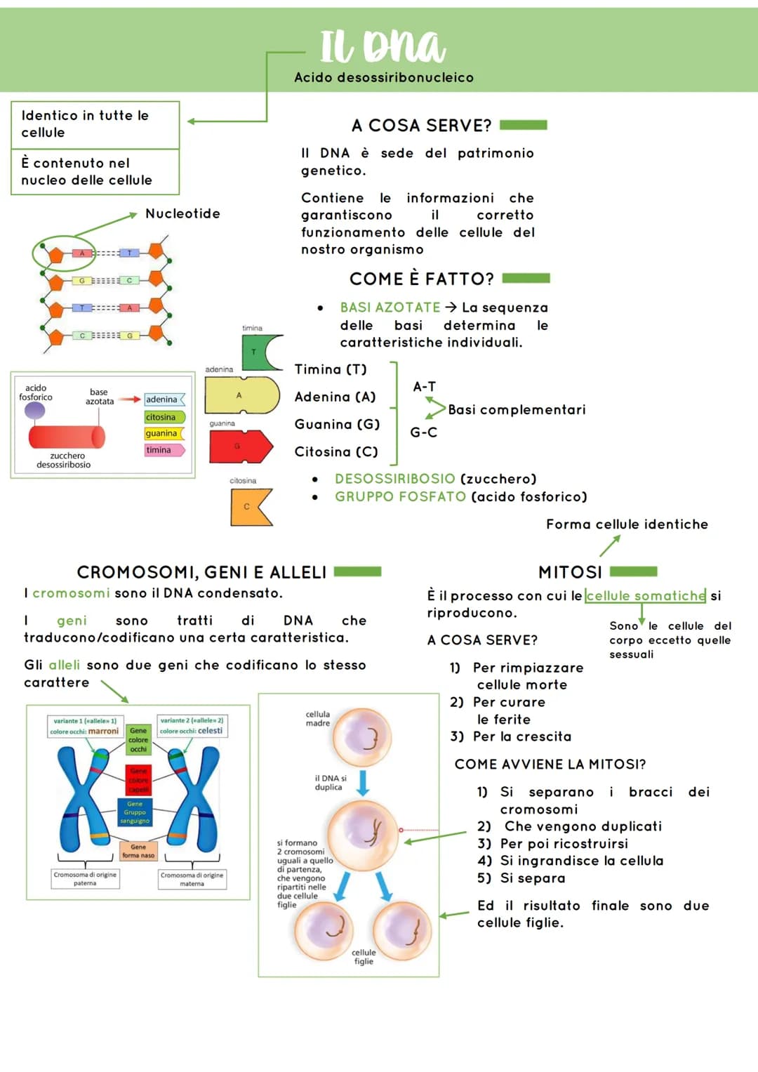 Identico in tutte le
cellule
È contenuto nel
nucleo delle cellule
acido
fosforico
G CH
T=====:
C G
base
azotata
zucchero
desossiribosio
Nucl