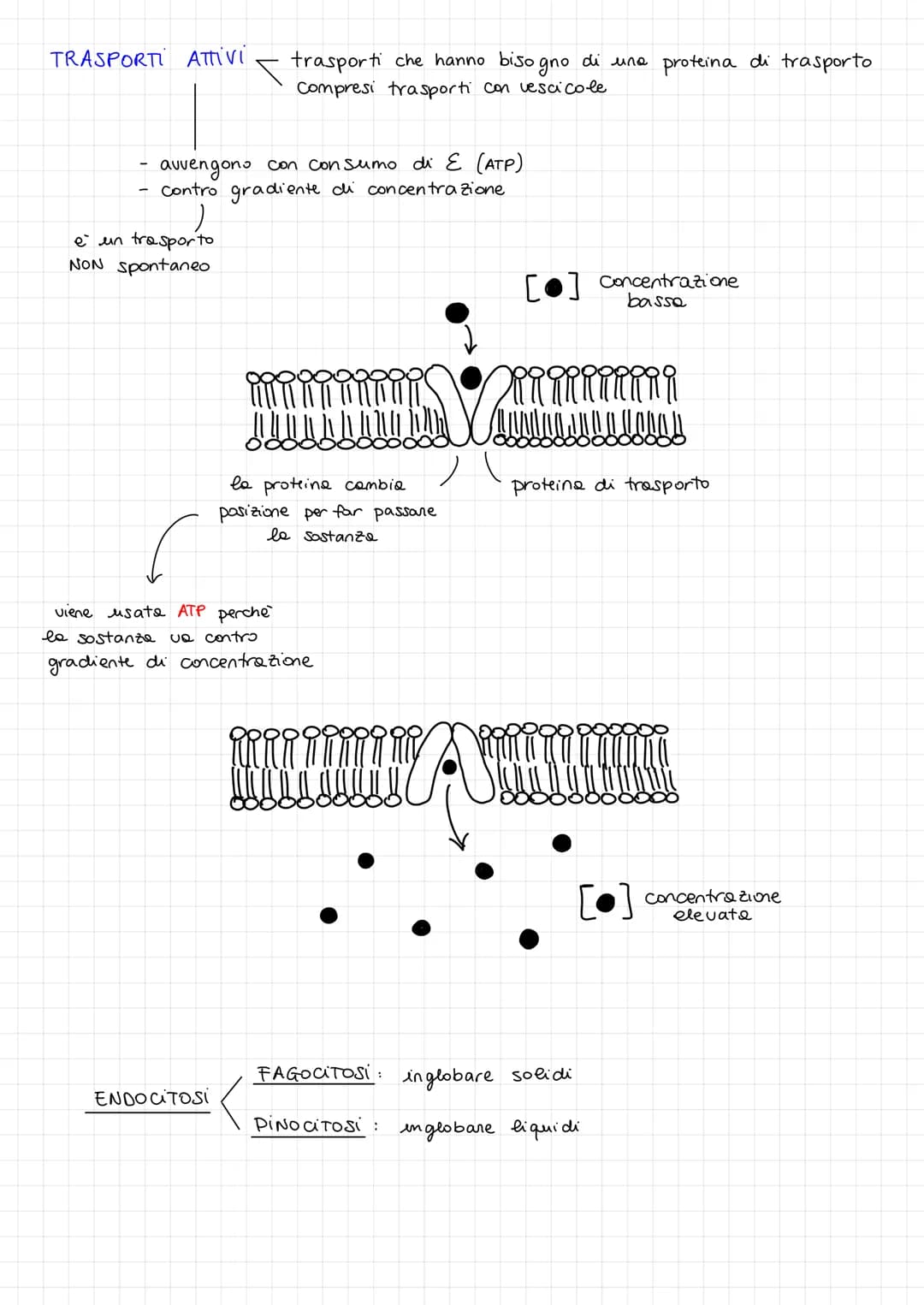 TRASPORTI CELLULARI < trasporti passivi
trasporti attivi
la cellule deve far entrare sostanze
nutrienti e deve far uscire sostanze di scarto