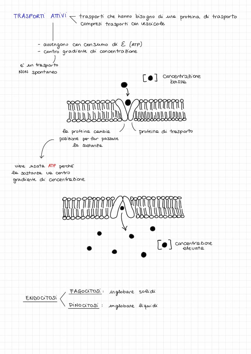 TRASPORTI CELLULARI < trasporti passivi
trasporti attivi
la cellule deve far entrare sostanze
nutrienti e deve far uscire sostanze di scarto