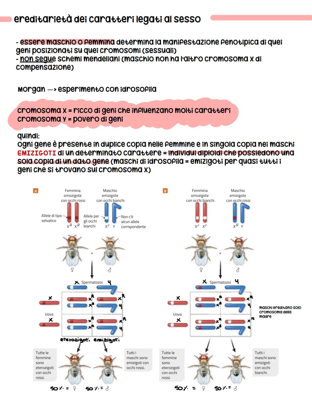 determinazione del sesso
organismi MONOICI = Sia organi riproduttivi femminili sia maschili
organismi DIOICI = uno dei due
in molti organism