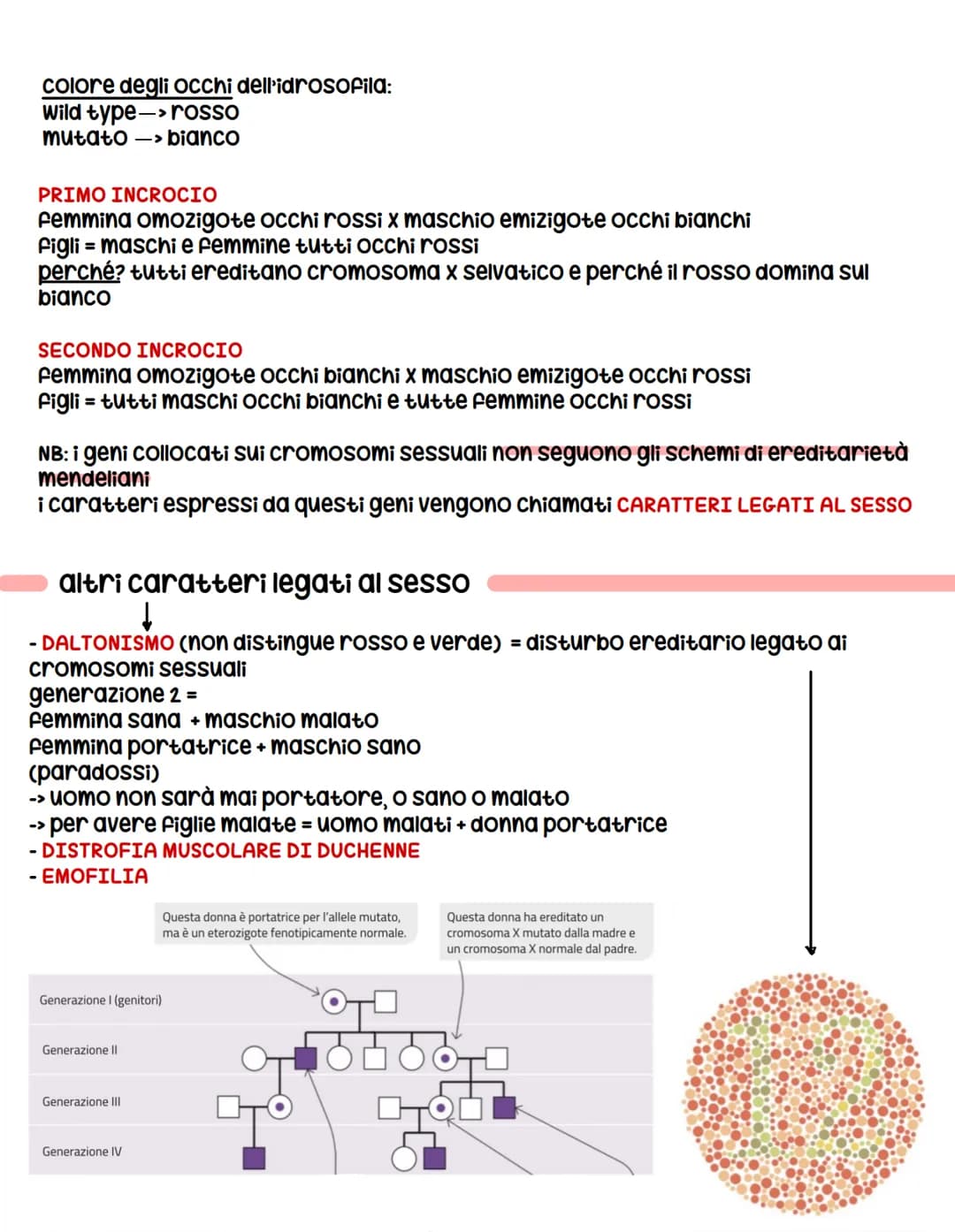 determinazione del sesso
organismi MONOICI = Sia organi riproduttivi femminili sia maschili
organismi DIOICI = uno dei due
in molti organism