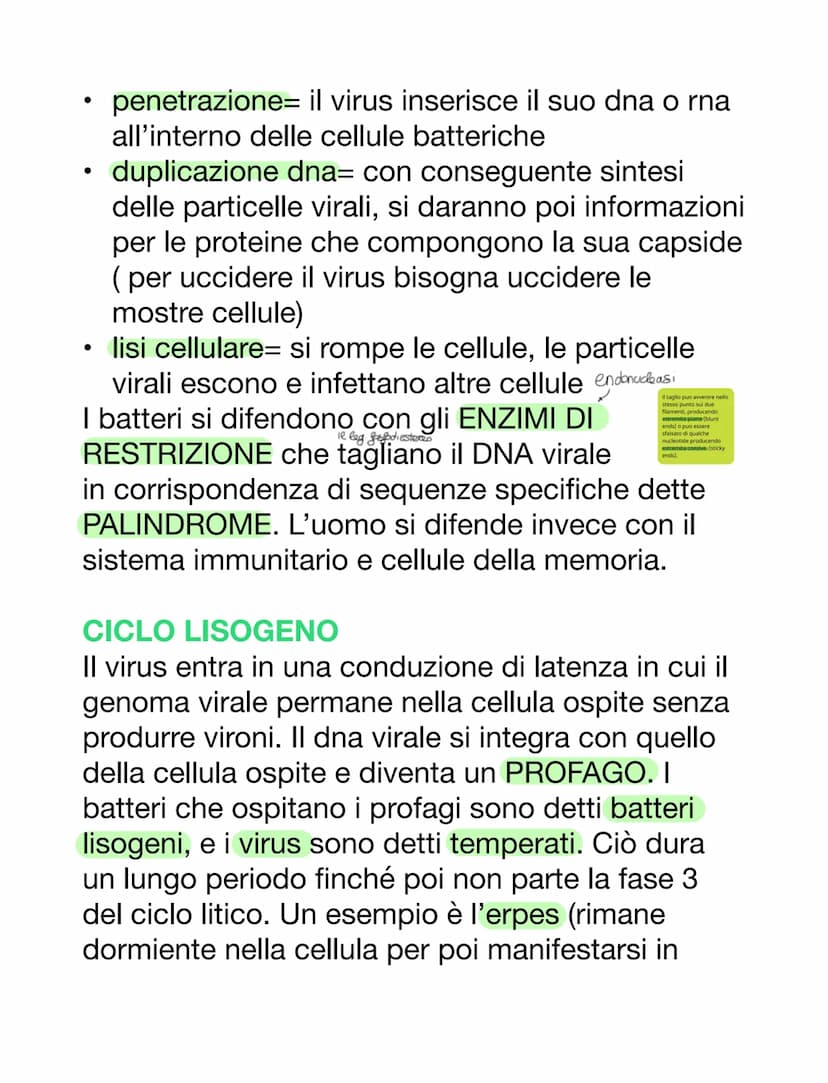 VIRUS & BATTERI
VIRUS
VS
parassiti endocellulari obbligati, non capace
di vita autonoma
• per riprodursi è costretto ad usare l'apparato
gen