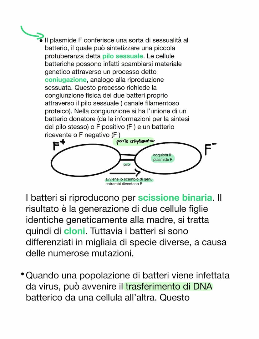 VIRUS & BATTERI
VIRUS
VS
parassiti endocellulari obbligati, non capace
di vita autonoma
• per riprodursi è costretto ad usare l'apparato
gen