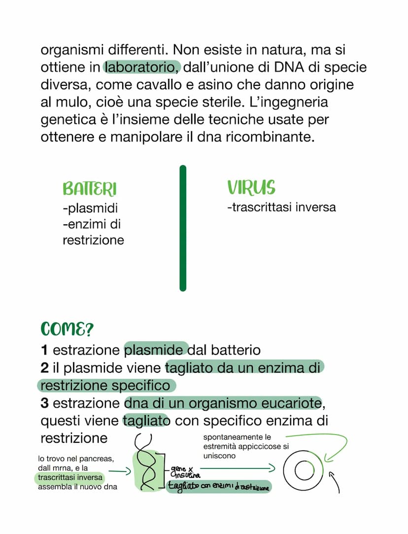 VIRUS & BATTERI
VIRUS
VS
parassiti endocellulari obbligati, non capace
di vita autonoma
• per riprodursi è costretto ad usare l'apparato
gen