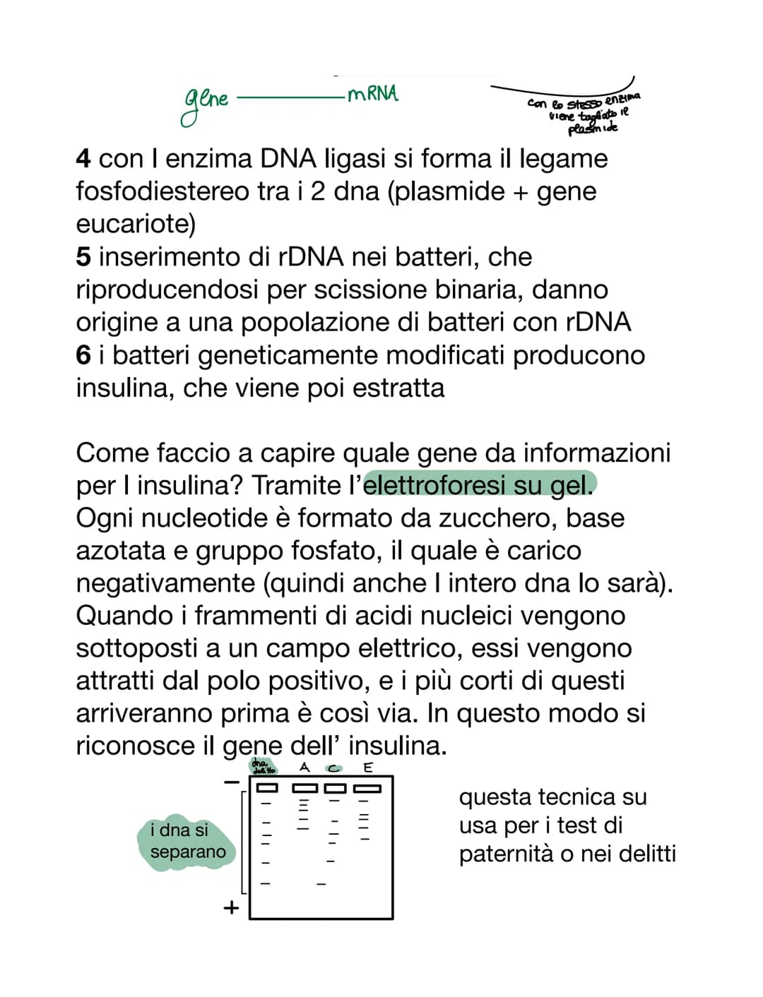 VIRUS & BATTERI
VIRUS
VS
parassiti endocellulari obbligati, non capace
di vita autonoma
• per riprodursi è costretto ad usare l'apparato
gen