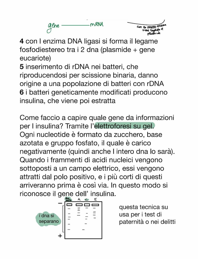 VIRUS & BATTERI
VIRUS
VS
parassiti endocellulari obbligati, non capace
di vita autonoma
• per riprodursi è costretto ad usare l'apparato
gen