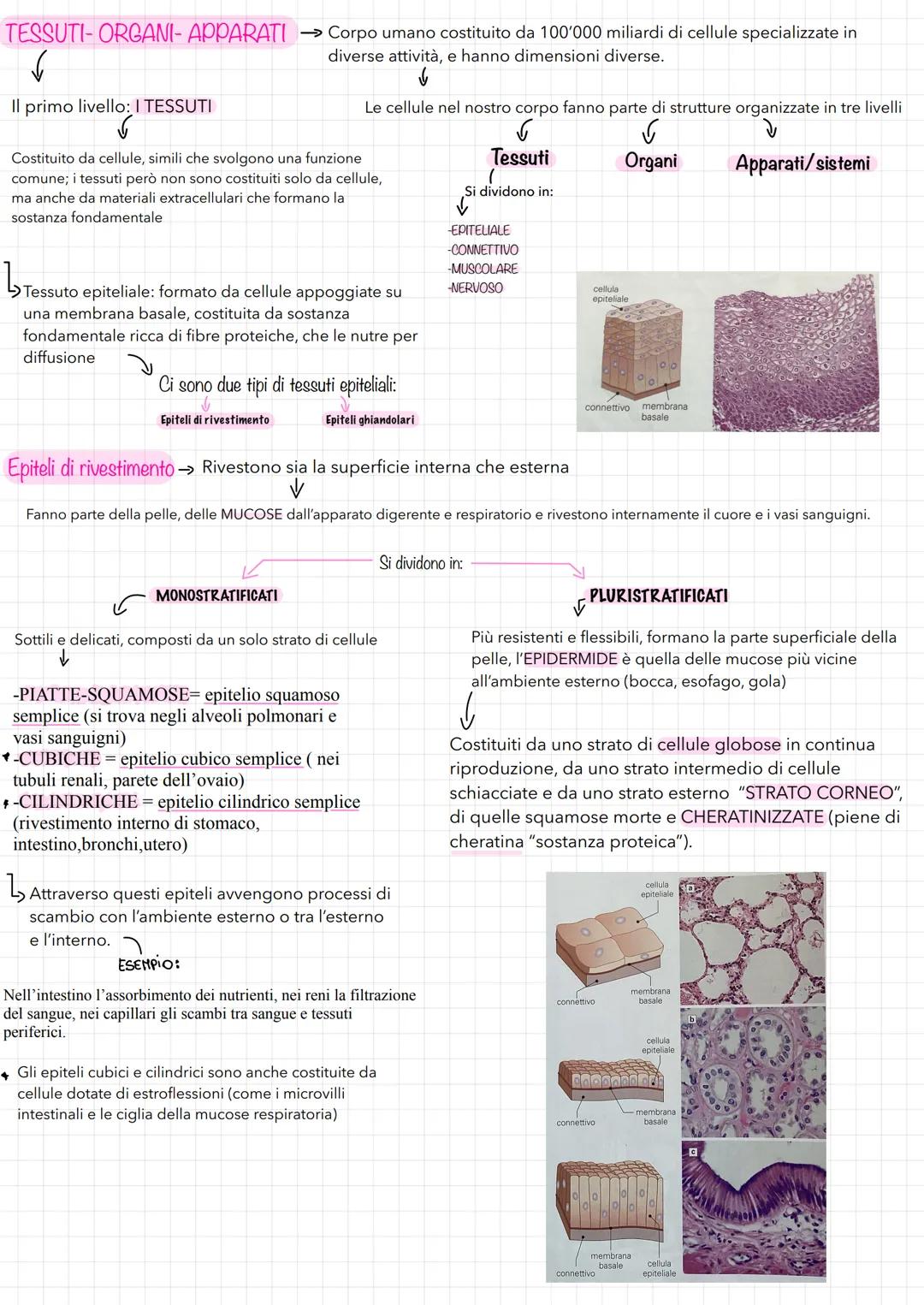 TESSUTI-ORGANI-APPARATI
✓
Il primo livello: I TESSUTI
→→ Corpo umano costituito da 100'000 miliardi di cellule specializzate in
diverse atti