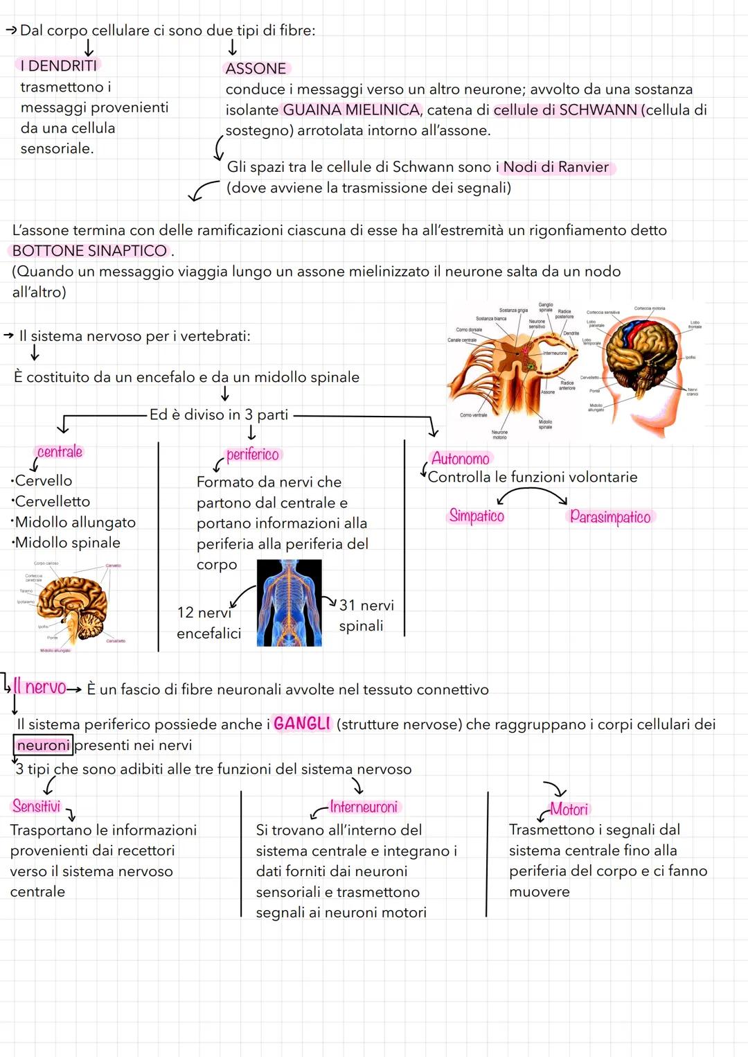 TESSUTI-ORGANI-APPARATI
✓
Il primo livello: I TESSUTI
→→ Corpo umano costituito da 100'000 miliardi di cellule specializzate in
diverse atti