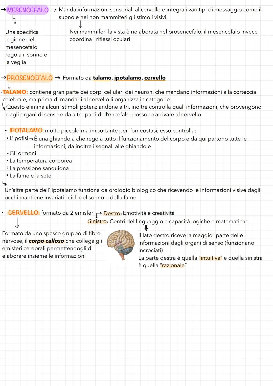 TESSUTI-ORGANI-APPARATI
✓
Il primo livello: I TESSUTI
→→ Corpo umano costituito da 100'000 miliardi di cellule specializzate in
diverse atti