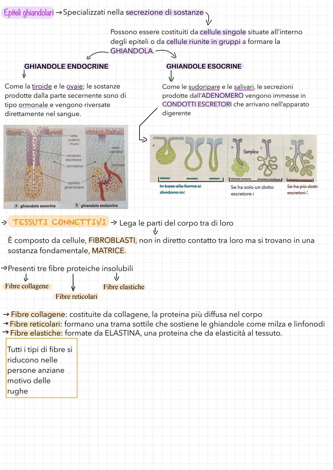 TESSUTI-ORGANI-APPARATI
✓
Il primo livello: I TESSUTI
→→ Corpo umano costituito da 100'000 miliardi di cellule specializzate in
diverse atti