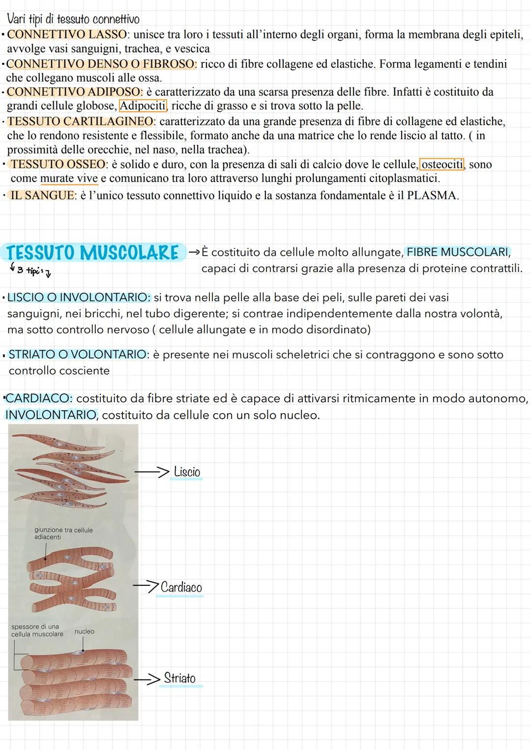 TESSUTI-ORGANI-APPARATI
✓
Il primo livello: I TESSUTI
→→ Corpo umano costituito da 100'000 miliardi di cellule specializzate in
diverse atti