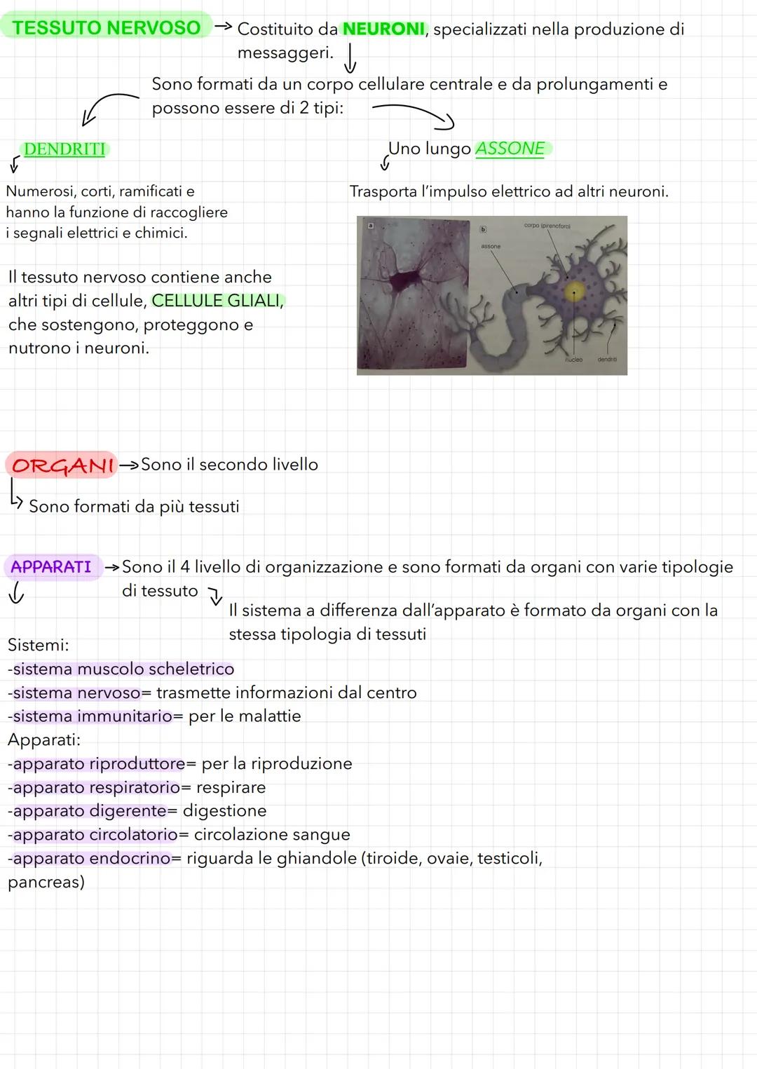 TESSUTI-ORGANI-APPARATI
✓
Il primo livello: I TESSUTI
→→ Corpo umano costituito da 100'000 miliardi di cellule specializzate in
diverse atti