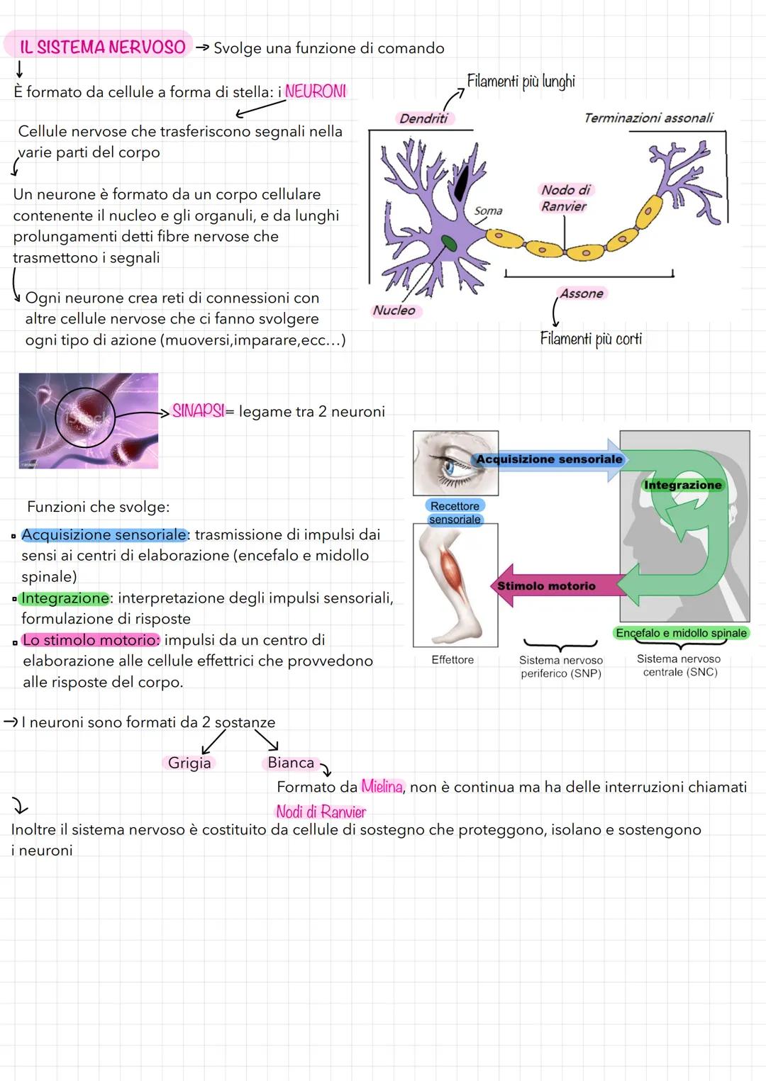 TESSUTI-ORGANI-APPARATI
✓
Il primo livello: I TESSUTI
→→ Corpo umano costituito da 100'000 miliardi di cellule specializzate in
diverse atti