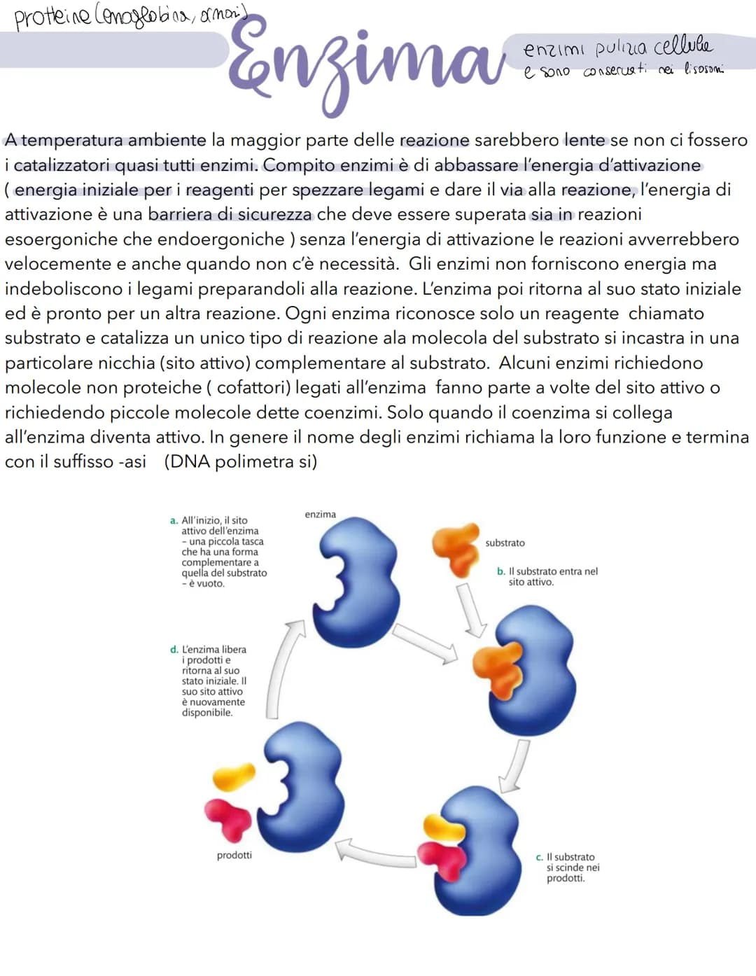 Science La cellula
Tutti gli organismi sono formati da cellule
alcuni sono unicellulari (1 cellula) e altri
pluricellulari (più cellule)
Tut