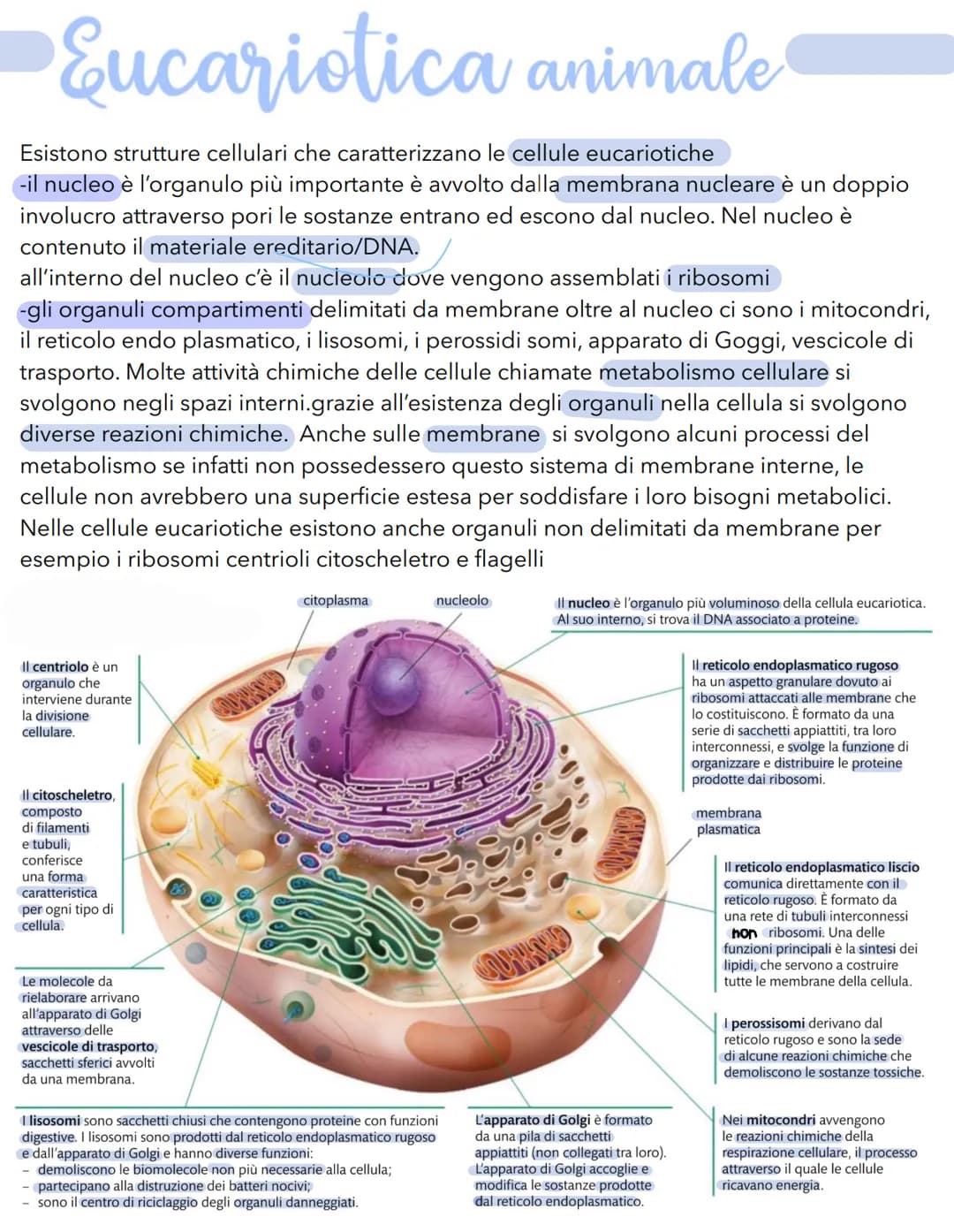 Science La cellula
Tutti gli organismi sono formati da cellule
alcuni sono unicellulari (1 cellula) e altri
pluricellulari (più cellule)
Tut