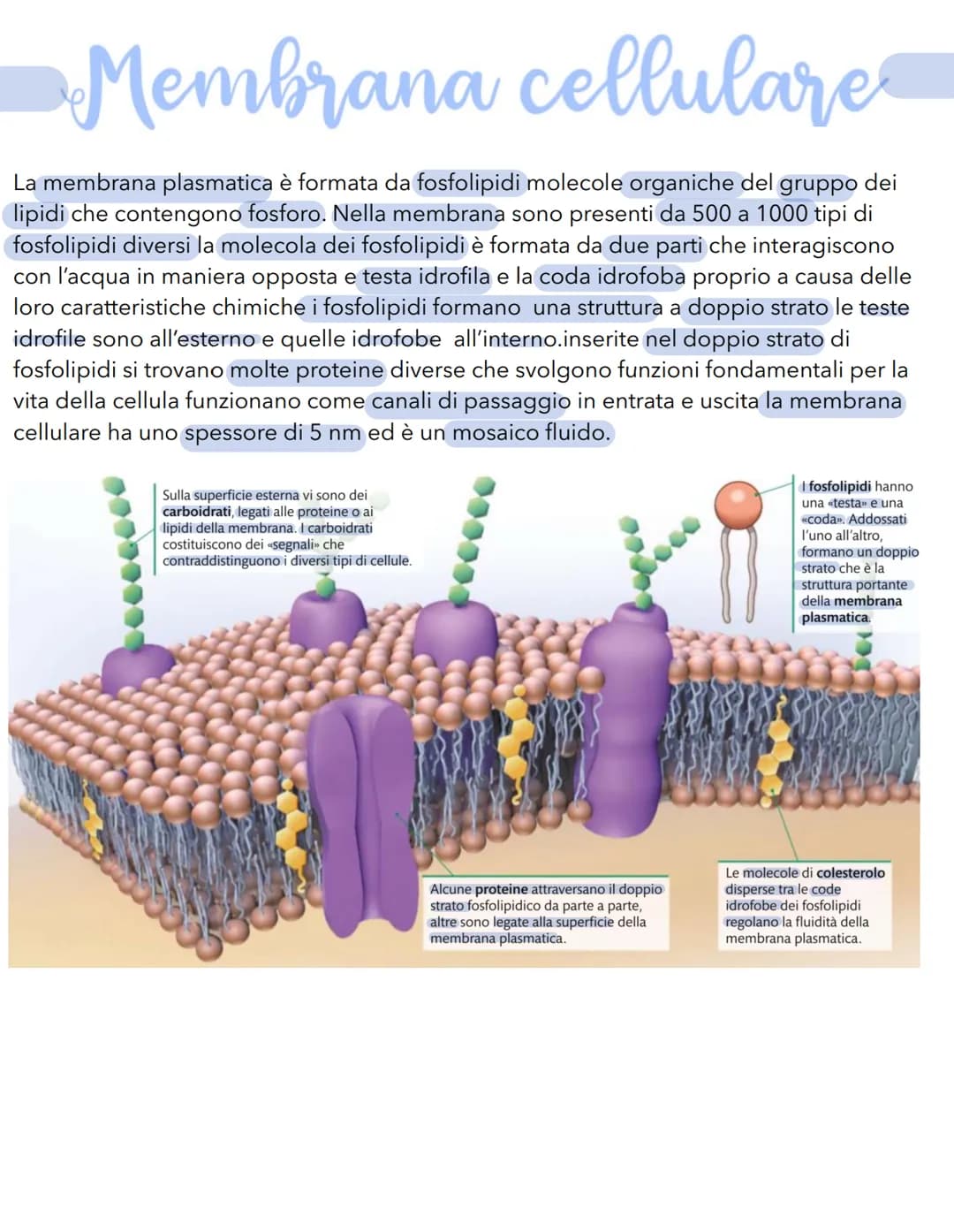 Science La cellula
Tutti gli organismi sono formati da cellule
alcuni sono unicellulari (1 cellula) e altri
pluricellulari (più cellule)
Tut