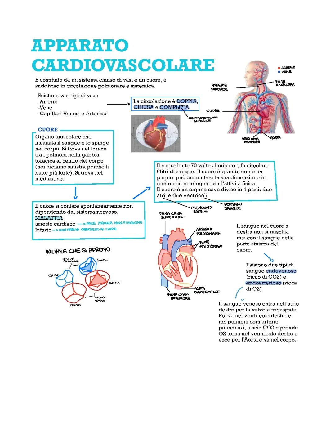 Apparato Cardiovascolare 