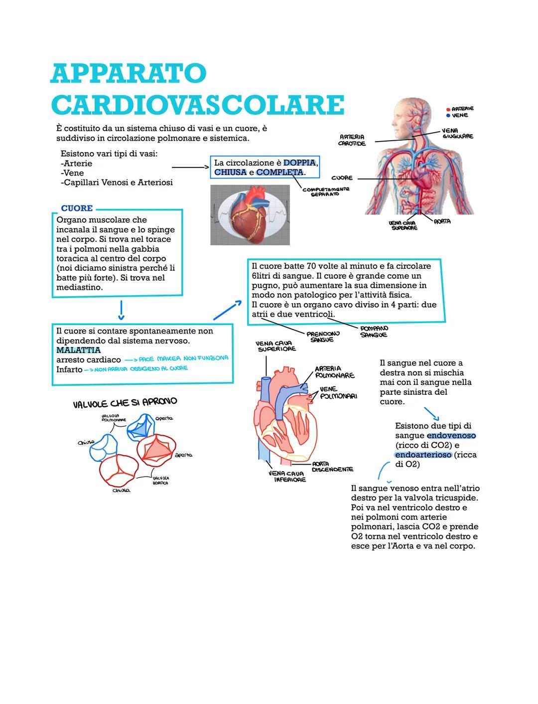 APPARATO
CARDIOVASCOLARE
È costituito da un sistema chiuso di vasi e un cuore, è
suddiviso in circolazione polmonare e sistemica.
Esistono v