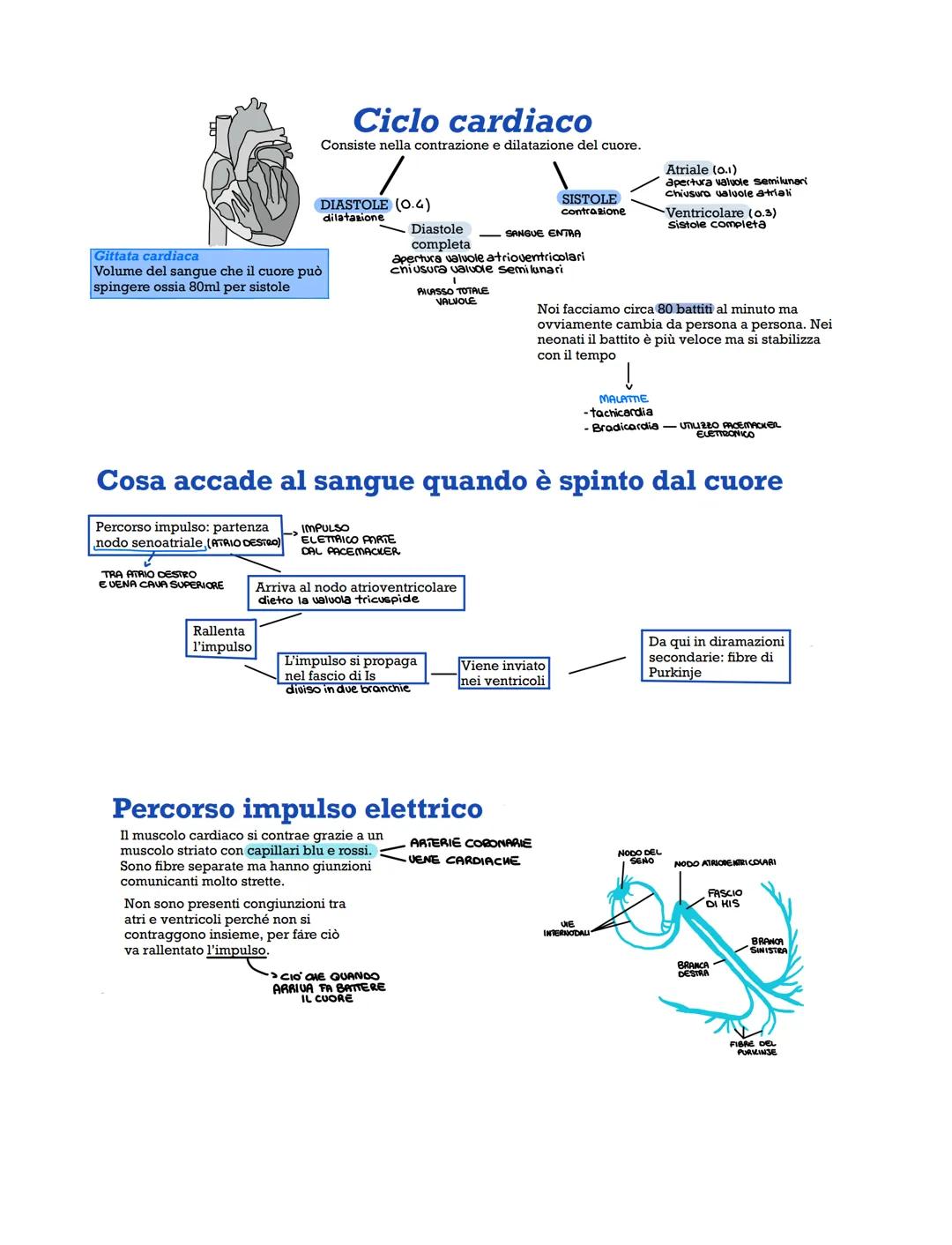 APPARATO
CARDIOVASCOLARE
È costituito da un sistema chiuso di vasi e un cuore, è
suddiviso in circolazione polmonare e sistemica.
Esistono v